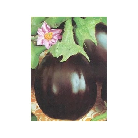 Σπόρος Μελιτζάνας BONICA F1 (ΦΛΑΣΚΑ)